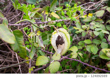 Open milkweed pod with seeds in natural habitat surrounded by green foliage 124892089
