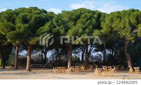 Peaceful outdoor seating area under lush pine trees in sunny park Peaceful outdoor seating area under lush pine trees in sunny park 124892095