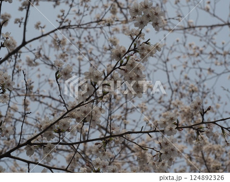 満開になった桜 満開になった桜 124892326