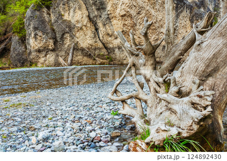 old tree fallen into the river. trunk of old spruce rotting in water 124892430