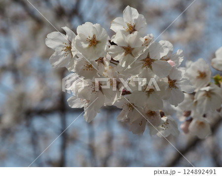 桜咲く 124892491