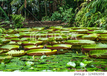 Amazonian lily in water, the largest aquatic plant in the world in Belem do Para, Brazil 124892850