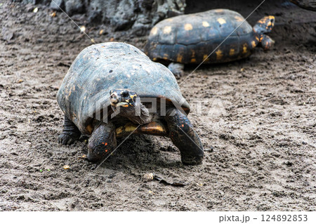 Red-footed tortoise, Chelonoidis carbonaria at Belem, Para, Brazil. Turtle species that inhabit the Amazon 124892853