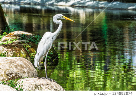 Great egret, Ardea alba at Praca Batista Campos in the city of Belem, in the state of Para, Brazil. Great egret, Ardea alba at Praca Batista Campos in the city of Belem, in the state of Para, Brazil. 124892874
