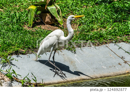 Great egret, Ardea alba at Praca Batista Campos in the city of Belem, in the state of Para, Brazil. Great egret, Ardea alba at Praca Batista Campos in the city of Belem, in the state of Para, Brazil. 124892877