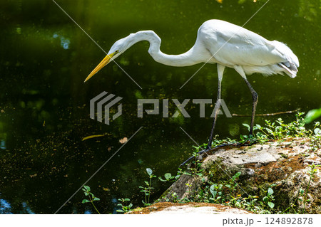 Great egret, Ardea alba at Praca Batista Campos in the city of Belem, in the state of Para, Brazil. 124892878