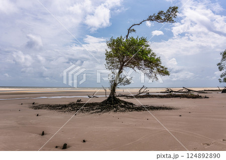 Barra velha beach at Soure, Marajo in Para, Brazil. Beautiful beach and mangrove trees with their great crooked roots 124892890