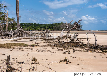 Barra velha beach at Soure, Marajo in Para, Brazil. Beautiful beach and mangrove trees with their great crooked roots 124892896