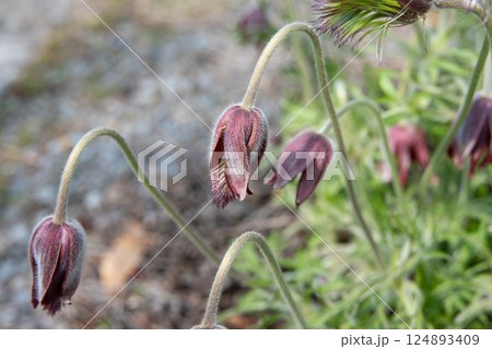 春の野に咲くオキナグサ 春の野に咲くオキナグサ 124893409