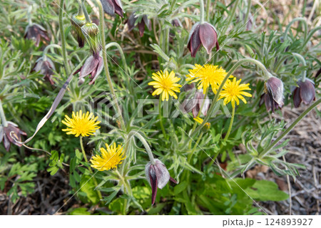 春の野に咲くオキナグサとタンポポ 124893927