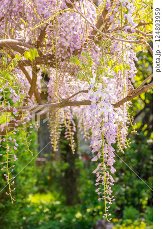 closeup of blooming wisteria in spring. romantic season. purple pink flowers hanging on the branch. floral background of botanical park on a sunny day 124893959