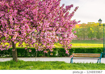 pink cherry blossom on a sunny morning. hanami season. beautiful urban landscape of uzhhorod in spring. kanzan sakura tree near the paved walking path. bright sky pink cherry blossom on a sunny morning. hanami season. beautiful urban landscape of uzhhorod in spring. kanzan sakura tree near the paved walking path. bright sky 124893967