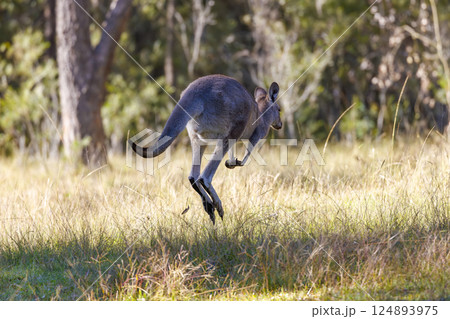 A Kangaroo hopping through a grassy field in the sunshine 124893975