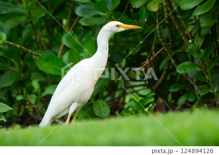 White bird Western cattle-egret is walking in grass. White bird Western cattle-egret is walking in grass. 124894126