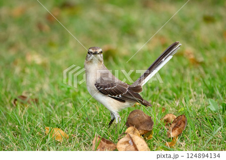 Northern mockingbird is standing alerted on the green lawn grass. Northern mockingbird is standing alerted on the green lawn grass. 124894134