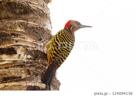 Hispaniolan woodpecker with yellow and black stripes perched on palm. Hispaniolan woodpecker with yellow and black stripes perched on palm. 124894136
