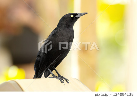 Noisy Great-tailed grackle perched on a lounge bed in the resort. Noisy Great-tailed grackle perched on a lounge bed in the resort. 124894139