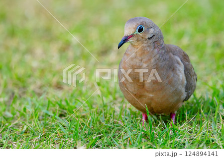 Mourning dove is walking on green grass of the lawn in summer. Mourning dove is walking on green grass of the lawn in summer. 124894141