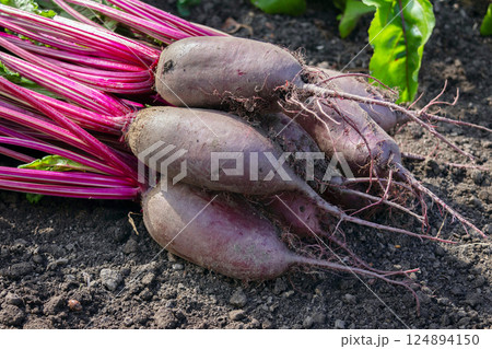 Long Cylindra beets are on the soil near the row in the garden. 124894150