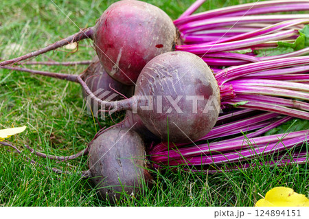 Bunch of beetroots are harvested lying on the green autumn lawn. 124894151