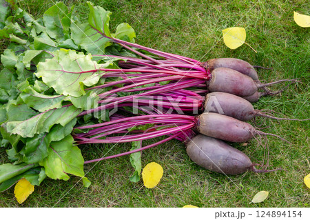 Bunch of beetroots are harvested lying on the green autumn lawn. 124894154