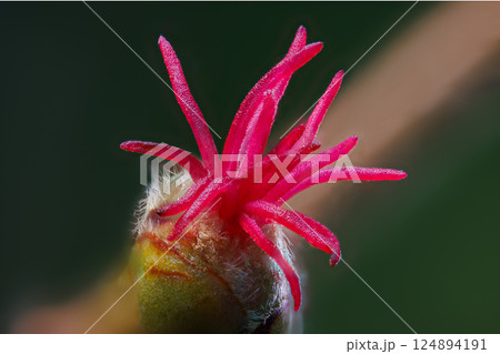 Macro shot of a female blossom of a hazelnut - Corylus avellana in the sunshine Macro shot of a female blossom of a hazelnut - Corylus avellana in the sunshine 124894191