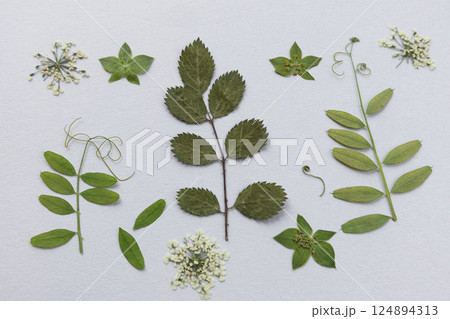 Herbarium of various green herbs on a white background. All kinds of green leaves from trees and shrubs are isolated. A variety of leaves. Herbarium of various green herbs on a white background. All kinds of green leaves from trees and shrubs are isolated. A variety of leaves. 124894313