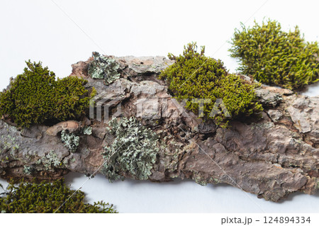 A natural podium made of wood with green moss for organic products on a white background. Space for copying. A natural podium made of wood with green moss for organic products on a white background. Space for copying. 124894334