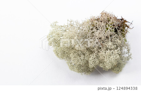 White moss-lichen on a white background isolated with space for text. White moss-lichen on a white background isolated with space for text. 124894338