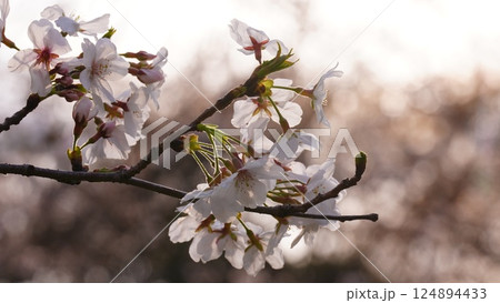 夕日に照らされる桜は舎人公園 124894433
