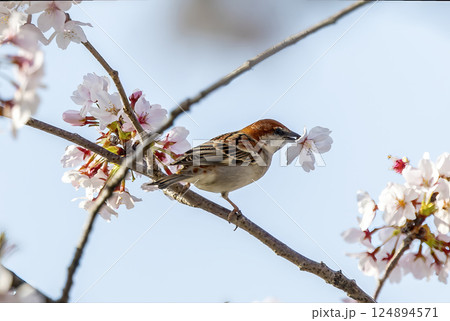 桜の花を咥えるニュウナイスズメ 124894571