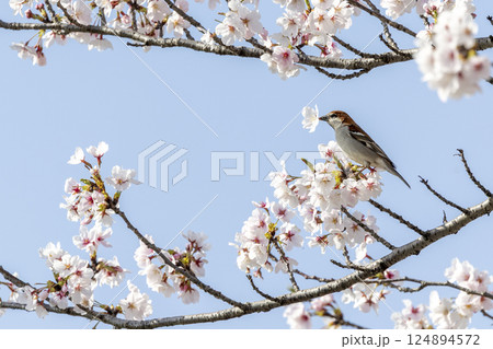 桜の花を咥えるニュウナイスズメ 124894572