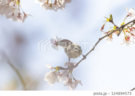桜の花を咥えるニュウナイスズメ 124894573
