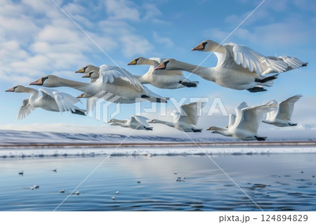 Flock of Swans Flying Over Tranquil Arctic Water on a Clear Day Flock of Swans Flying Over Tranquil Arctic Water on a Clear Day 124894829