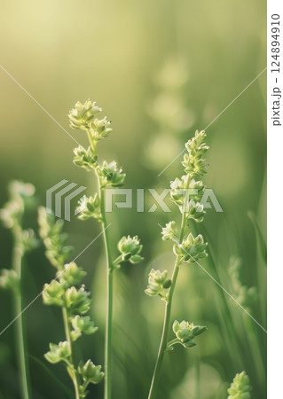 Serene Close-Up of Delicate Wildflowers in Golden Hour Light 124894910
