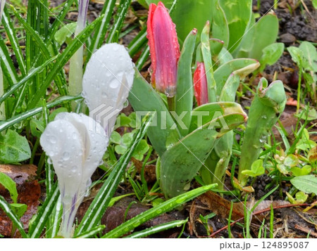 White crocuses and red tpanas in early spring after rain. Water drops on flower petals. 124895087