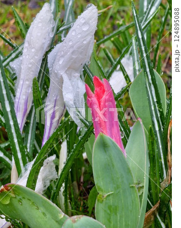 White crocuses and red tpanas in early spring after rain. Water drops on flower petals. Close-up. 124895088