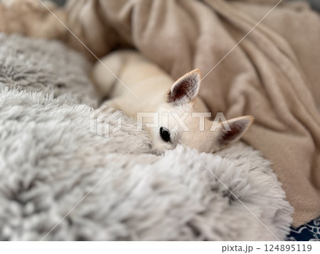 Sleepy cute purebred chihuahua. Chihuahua puppy.  124895119