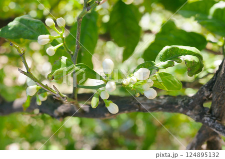 Buds on a lemon tree. Citrus blossom Buds on a lemon tree. Citrus blossom 124895132