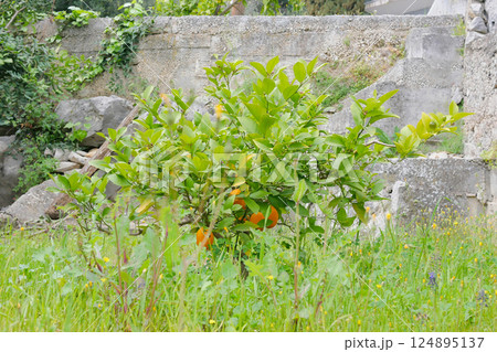A small young orange tree with ripe fruits A small young orange tree with ripe fruits 124895137