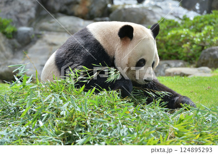 おいしい竹を探す愛浜 124895293