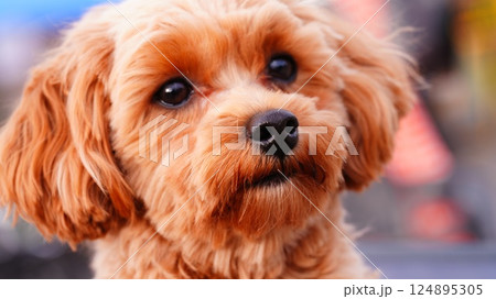見つめる犬に胸キュン 見つめる犬に胸キュン 124895305
