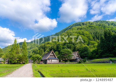 【世界遺産】初夏の五箇山・菅沼合掌造り集落【富山県】 124895487