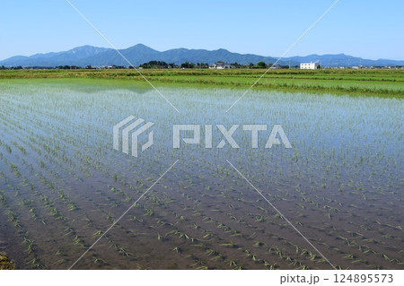 田植え直後の水田風景 田植え直後の水田風景 124895573