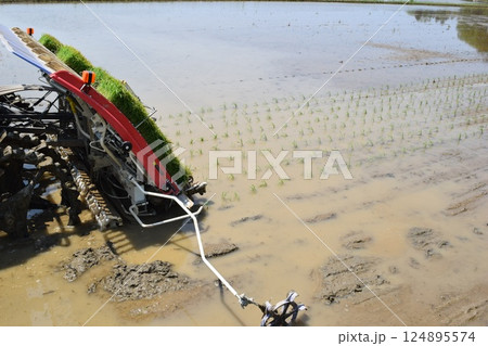 田植え直後の水田風景 田植え直後の水田風景 124895574