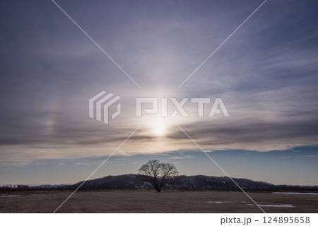 早春の北海道の夕方　日暈に包まれたはるにれの木 124895658