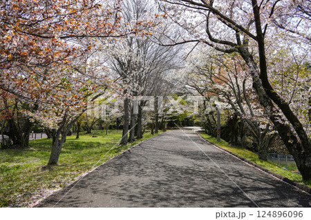 伊勢　神宮徴古館　春 124896096