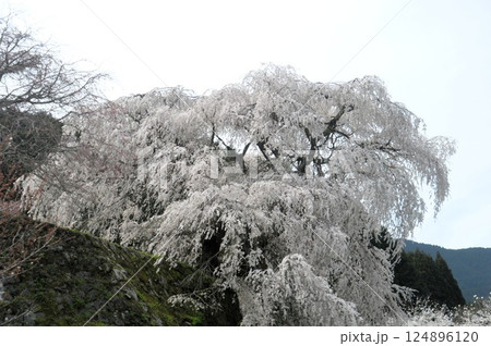 又兵衛桜 又兵衛桜 124896120