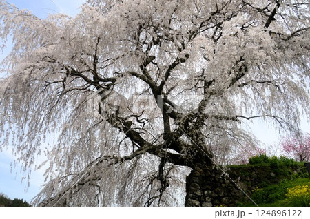 又兵衛桜 又兵衛桜 124896122