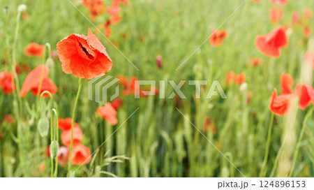 Bright red poppies, drops of rain on flower petals, growing in field of green unripe wheat Bright red poppies, drops of rain on flower petals, growing in field of green unripe wheat 124896153